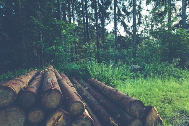 logs in a clearing